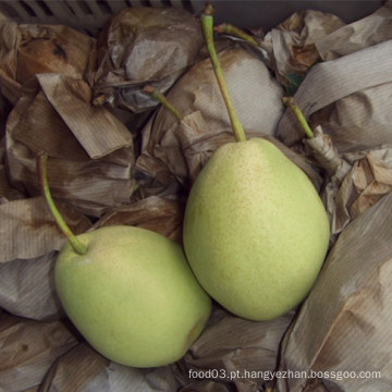 De Boa Qualidade Fresh New Crop Shandong Pear